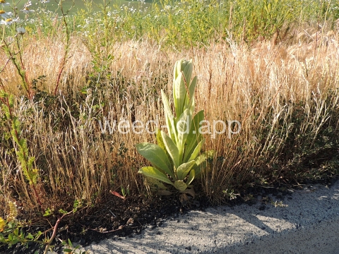 mullein, common